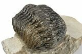 Austerops Trilobite - Visible Eye Facets #249931-1